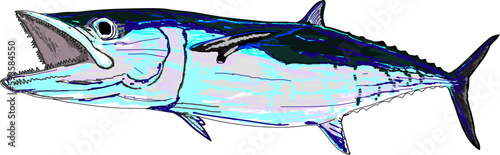Full Colored King Mackerel Or Kingfish