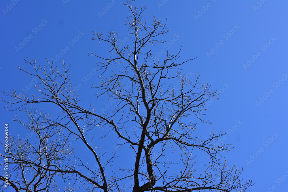 black tree branches isolated with blue sky background, copy space black tree branches isolated with blue sky background, copy space