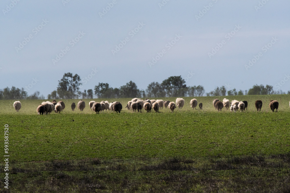 Steers and sheeps fed on pasture, La Pampa, Argentina Steers and sheeps fed on pasture, La Pampa, Argentina