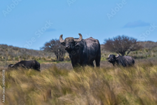 Water buffalo, Bubalus bubalis, species introduced in Argentina, La Pampa province, Patagonia.