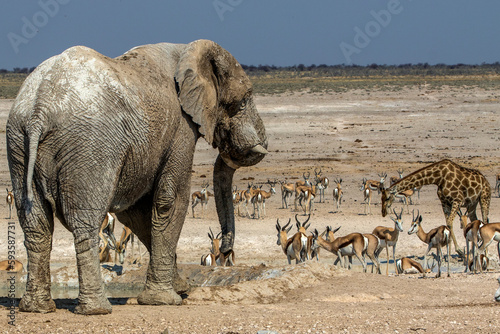 Etoscha National Park Namibia