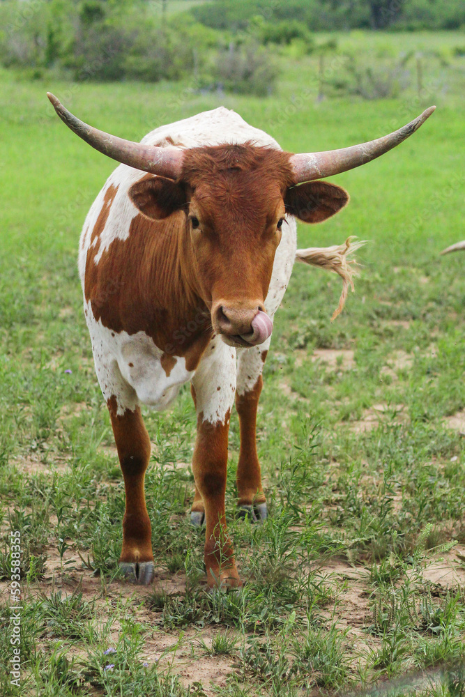 brown and white longhorn in field