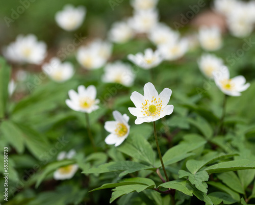 Anemone - windflowers - white spring flowers in the forest 