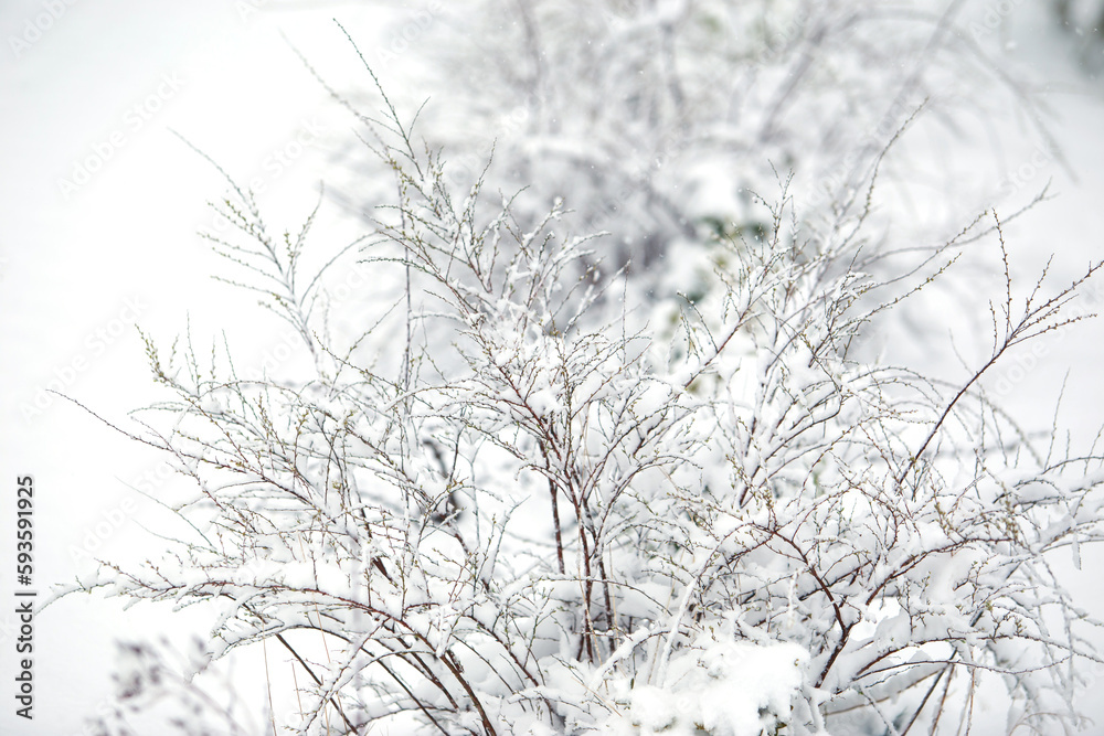 snow covered bush branches
