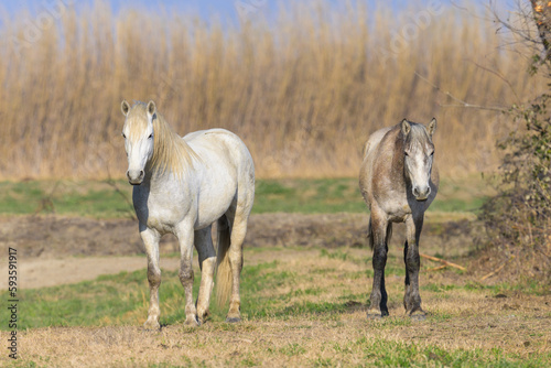 White horses standing on a pasture in Camargue