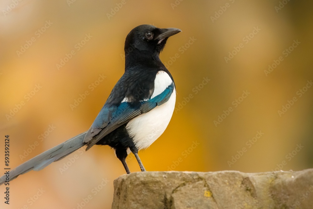 Selective focus of Black-billed Magpie Selective focus of Black-billed Magpie