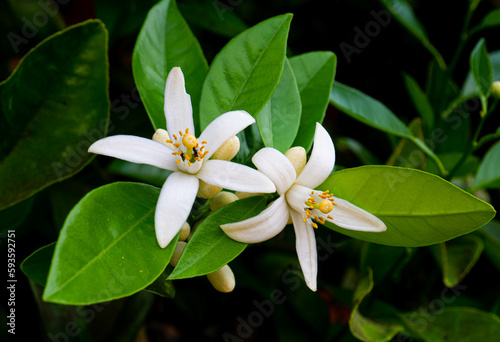 Valencian orange and orange blossoms. Spain. Spring harvest 