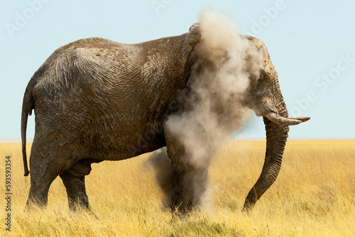 Side view of an elephant blowing sand  photo