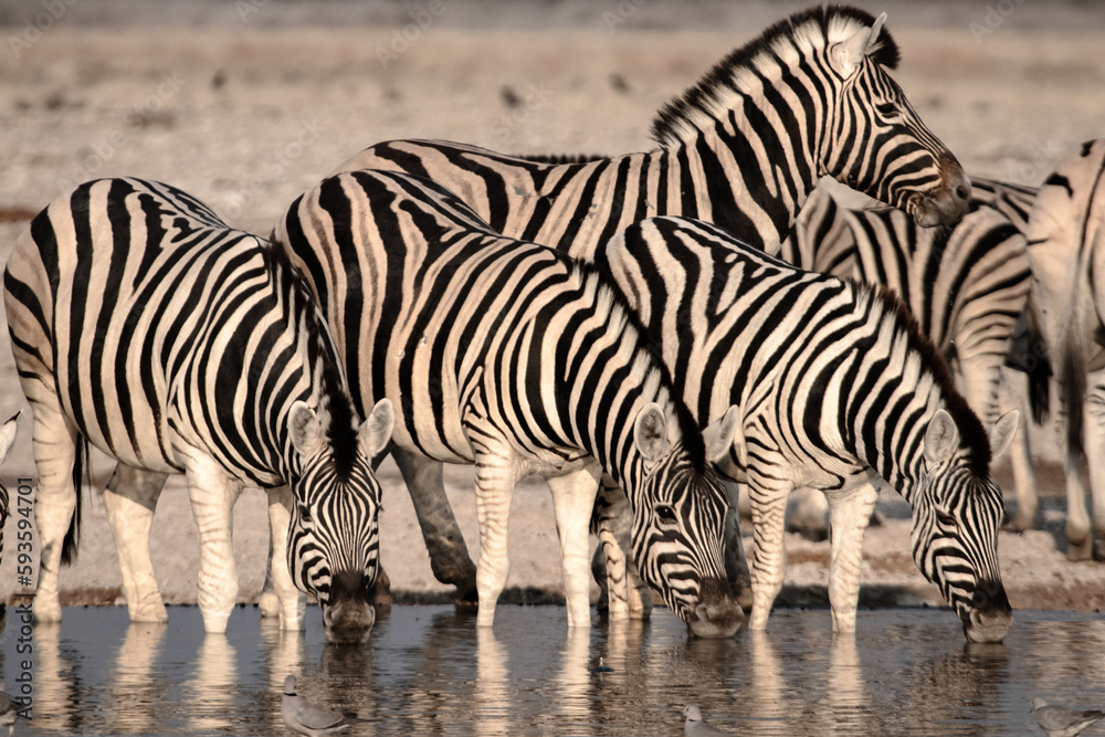 A heard of zebras standing at a watering hole drinking water A heard of zebras standing at a watering hole drinking water