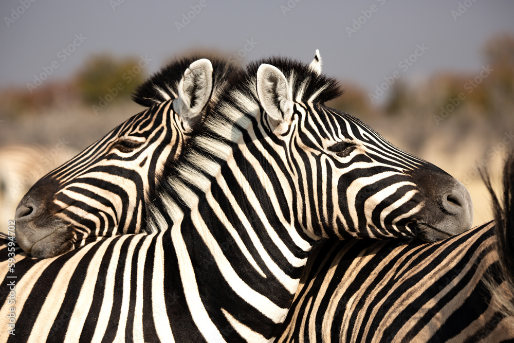 Two zebras resting their heads on each other's backs Two zebras resting their heads on each other's backs