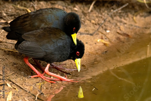 Two black crakes standing very close to each other near water photo