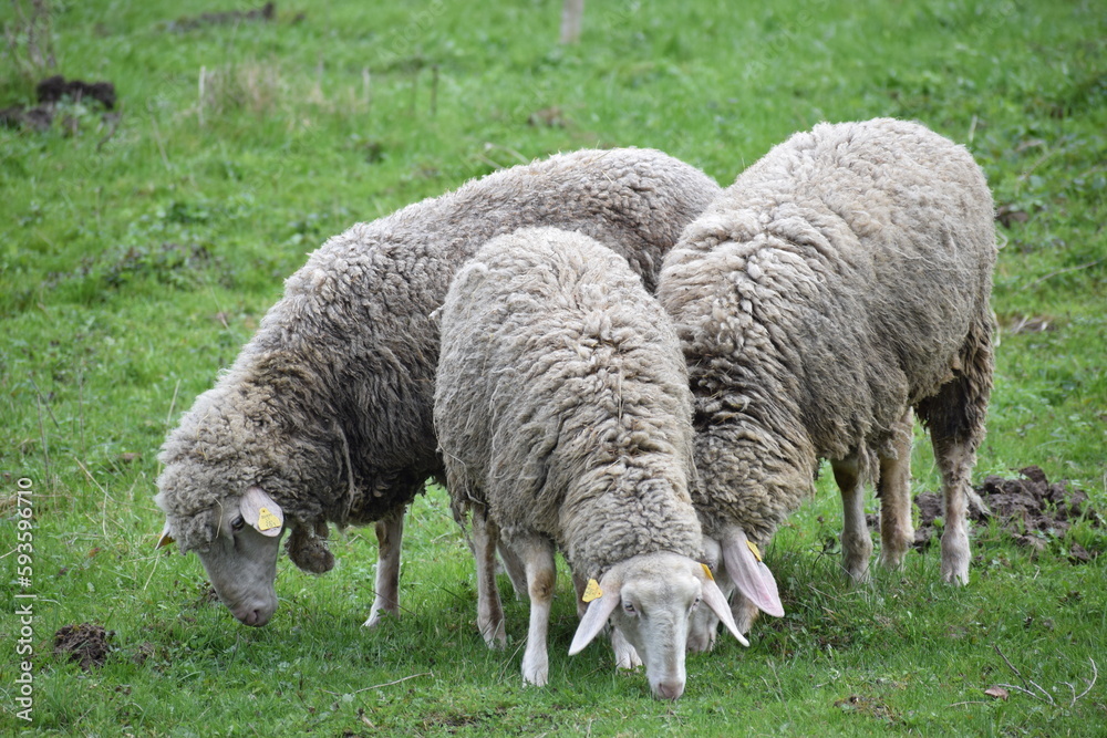 sheep in the countryside in the spring sheep in the countryside in the spring