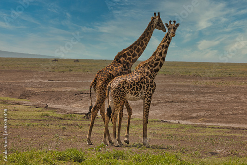 Giraffes in the Ndutu Conservation Area