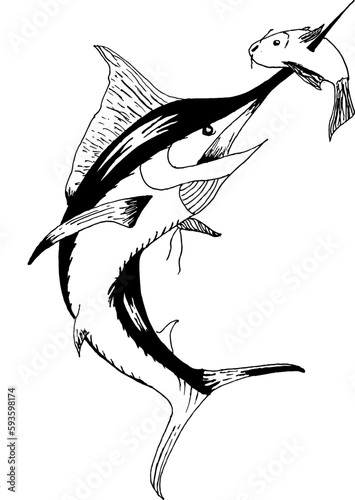illustration of Marlinfish piercing prey