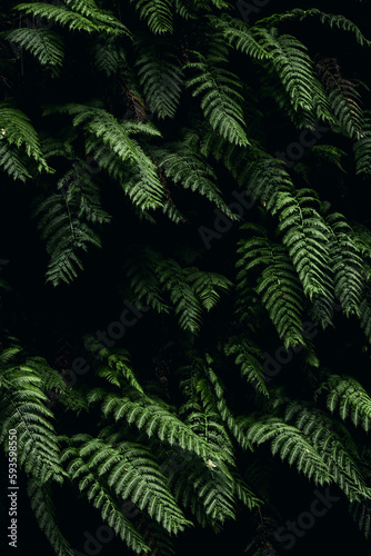 plantas tropicales verdes en fondo negro, bosque y hojas verdes en un concepto forestal  photo