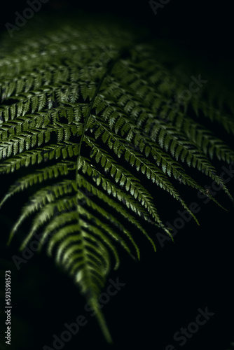  planta verde tropical, concepto bosque selva jungla verde fondo oscuro negro hojas verdes