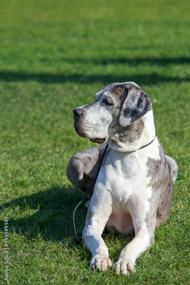 Great Dane on green grass