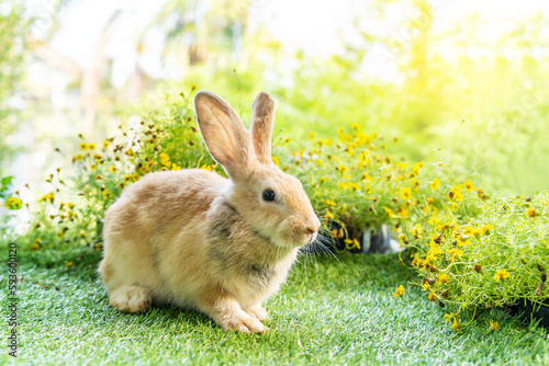 Lovely bunny easter brown rabbit on green grass with natural bokeh as background . Cute fluffy rabbit on wooden background Lovely mammal with beautiful bright eyes in nature life.Animal concept.
