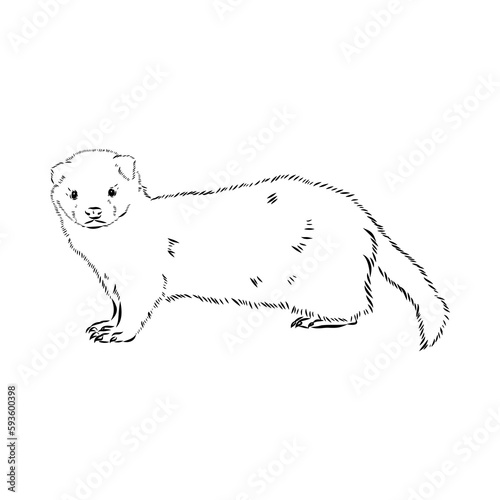 Drawing of ferret, vector illustration isolated on white. mink animal, vector sketch illustration