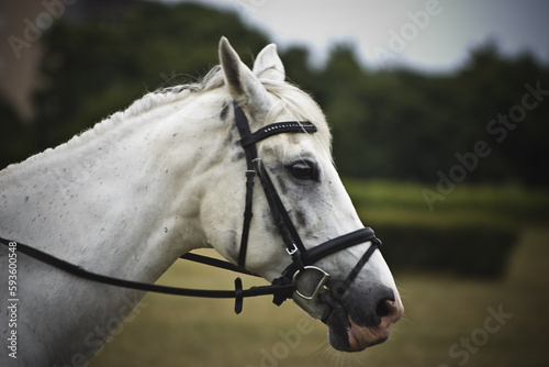 Błyszczący biały koń, uchwycony w subtelnej portretowej pozie. Wzrok pełen dumy i majestatu, wprowadza atmosferę spokoju i harmonii. © LPPhotography