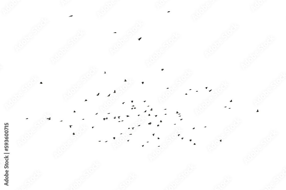 Flocks of flying pigeons isolated on white background. Save with clipping path.
Flocks of flying pigeons isolated on white background. Save with clipping path.
