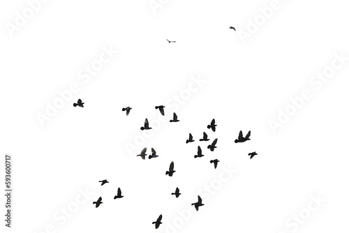 Flocks of flying pigeons isolated on white background. Save with clipping path.   © krsprs