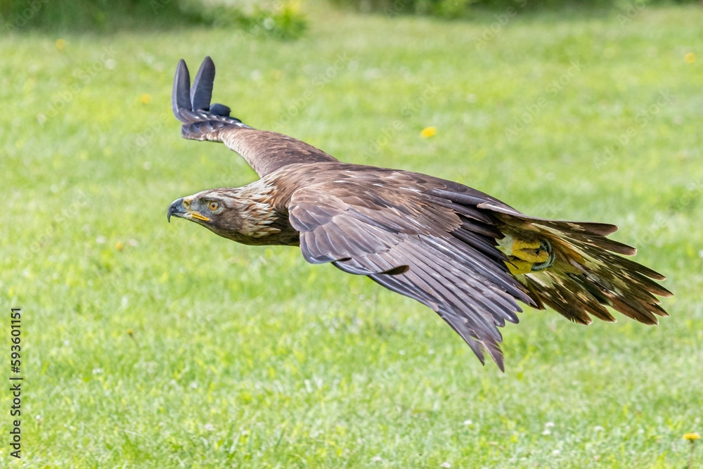 Obraz premium Golden Eagle flying over the grass field