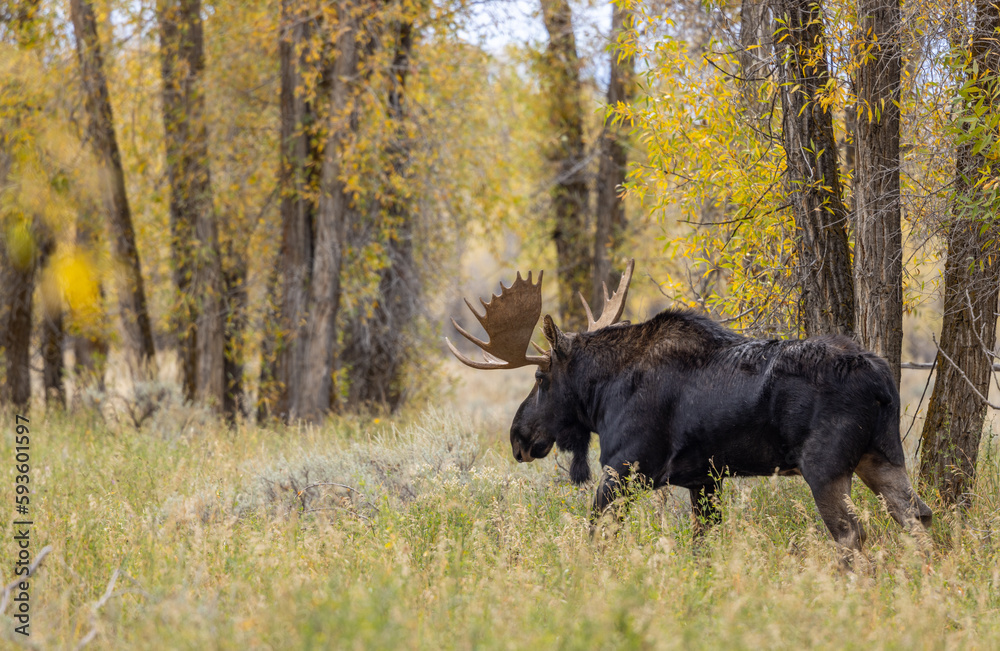 Bull Moose During the Rut in Autumn in Wyoming Bull Moose During the Rut in Autumn in Wyoming