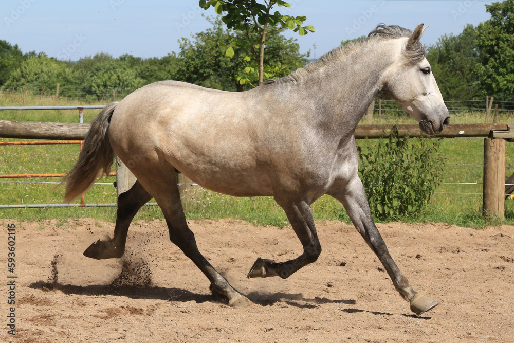 Pferd (Schimmel) auf der Weide Pferd (Schimmel) auf der Weide