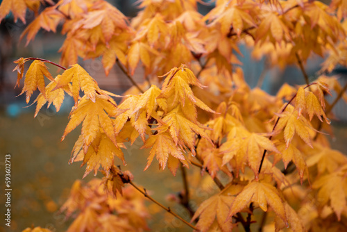 Maple branch with rain drops, autumn concept photo.