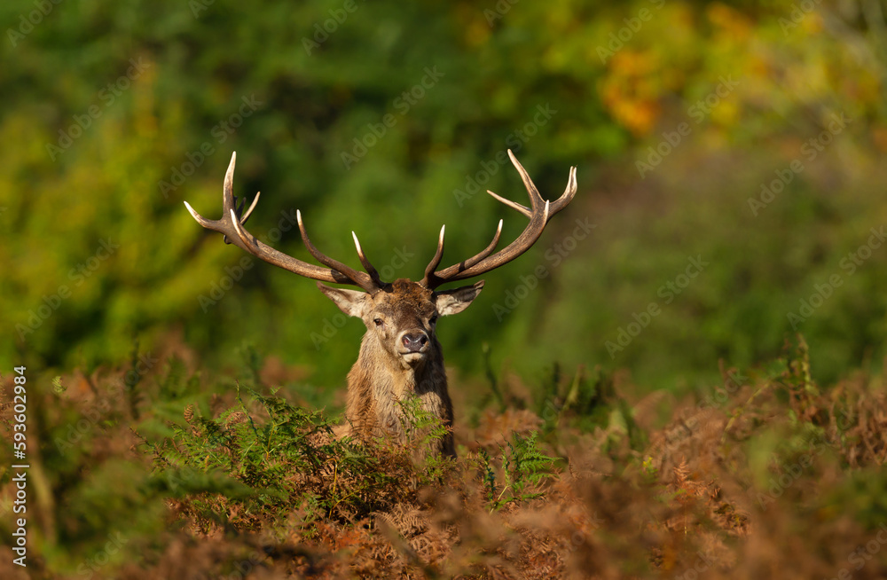 Naklejka premium Close up of a red deer stag in autumn