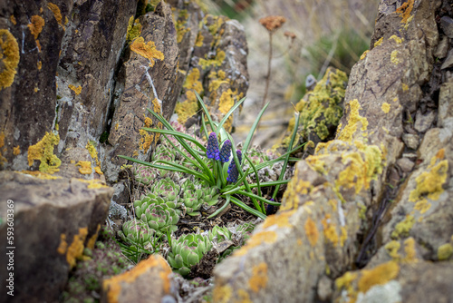 Close up blooming hyacinth on the rocks concept photo.