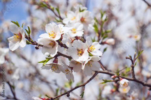 Close up blooming white flowers on tree concept photo. Blossom festival in spring. Photography with blurred background.
