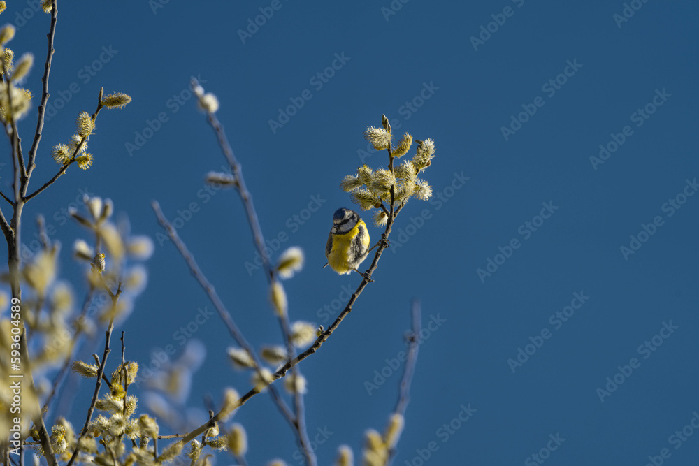 little blue tit at the beginning of spring little blue tit at the beginning of spring