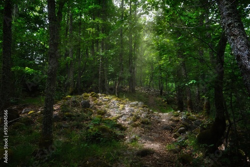 entering a mystical forest in summer