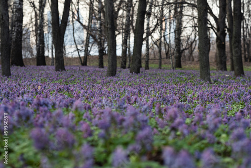 Wallpaper Mural Purple flowers in the spring forest. Early spring in the forest. Torontodigital.ca