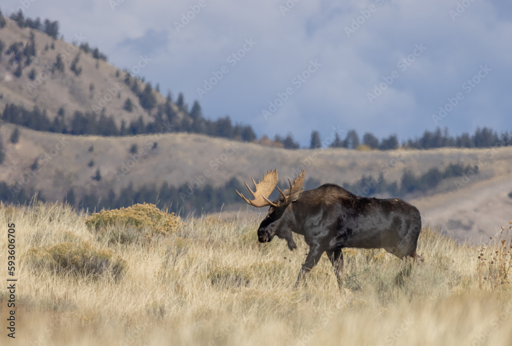 Fototapeta premium Bull Moose During the Rut in Autumn in Wyoming