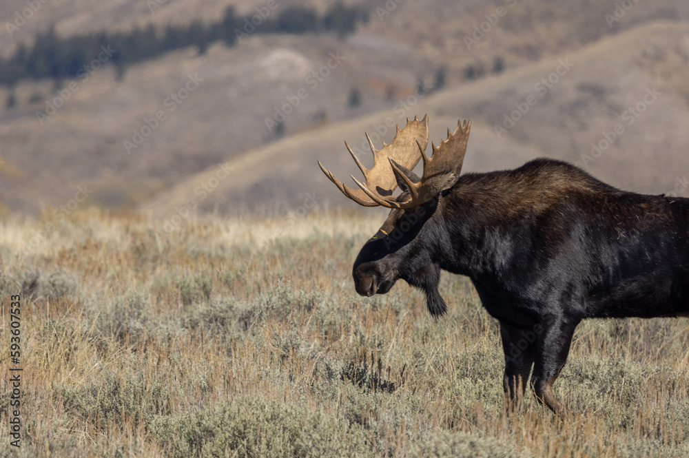 Bull Moose During the Rut in Autumn in Wyoming Bull Moose During the Rut in Autumn in Wyoming