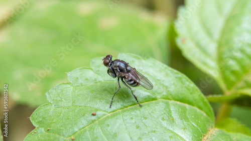 Photo of a fly perched on a leaf © Ayudia