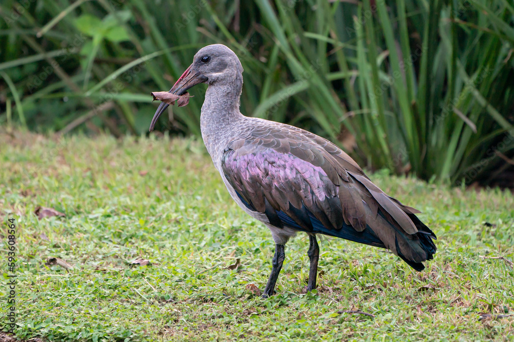 Obraz premium Hadeda Ibis, beautiful bird with loud call.