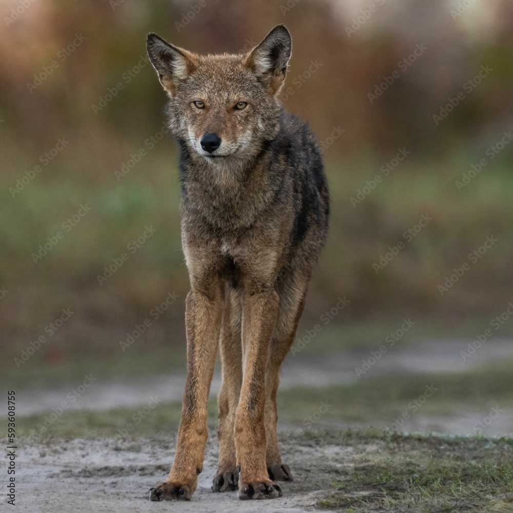 Portrait of an endangered juvenile red wolf, Canis rufus standing against a blurred background Portrait of an endangered juvenile red wolf, Canis rufus standing against a blurred background