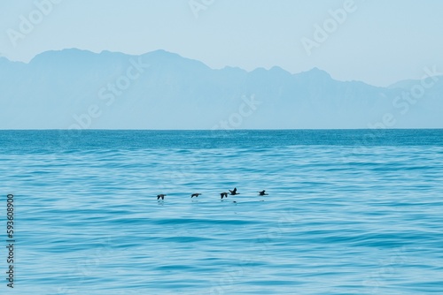 Scenic view of birds flying over False Bay near Cape Town