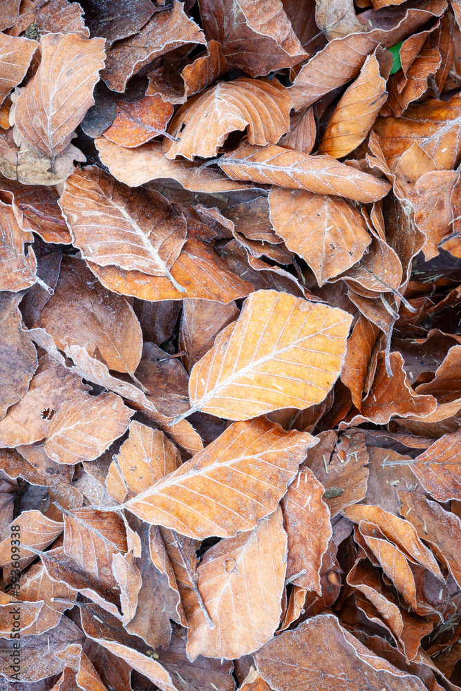 Hojas heledas en un hayedo (bosque) en otoño noviembre. Frío, hojarasca, naturaleza, vegetal, árbol. Hojas heledas en un hayedo (bosque) en otoño noviembre. Frío, hojarasca, naturaleza, vegetal, árbol.