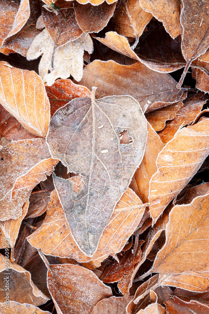 Textura de otoño. Hojas heledas en un hayedo (bosque) en noviembre. Frío, hojarasca, naturaleza, vegetal, árbol.