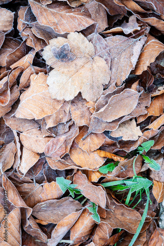 Hojas heledas en un hayedo (bosque) en otoño noviembre. Frío, hojarasca, naturaleza, vegetal, árbol.