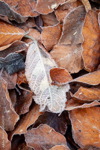 Hojas heledas en un hayedo (bosque) en otoño noviembre. Frío, hojarasca, naturaleza, vegetal, árbol.