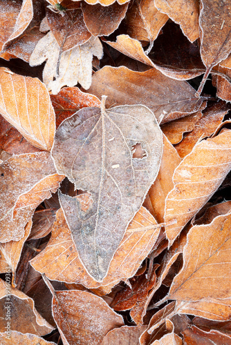 Textura de otoño. Hojas heledas en un hayedo (bosque) en noviembre. Frío, hojarasca, naturaleza, vegetal, árbol.