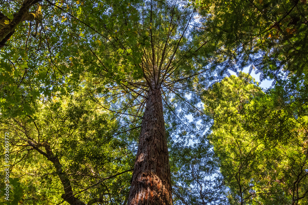Fototapeta premium Redwood trees in Muir Woods, CA.