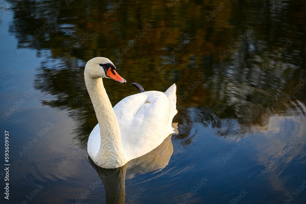 Fototapeta premium A view of a beautiful swan in the lake