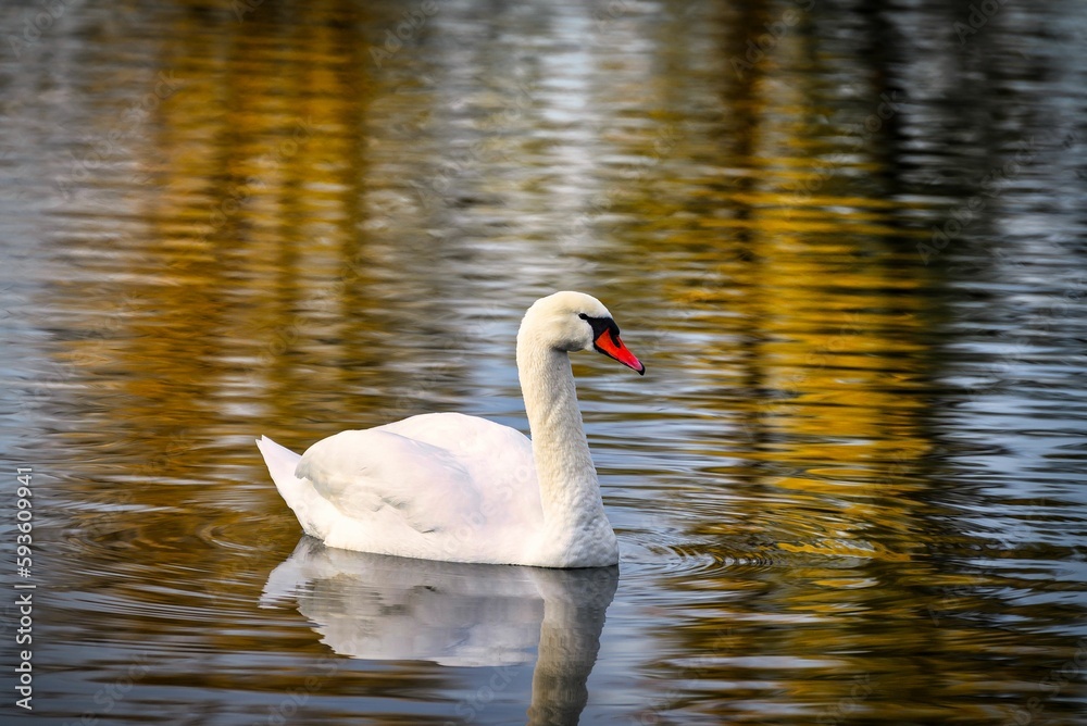 A view of a beautiful swan in the lake A view of a beautiful swan in the lake